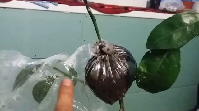 воздушная укоренение цитруса ""чинотто"" смотреть онлайн
