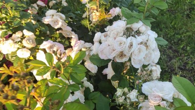 Розы: Динки, Букет Парфе, Розарио смотреть онлайн