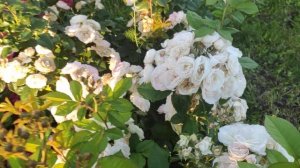 Розы: Динки, Букет Парфе, Розарио