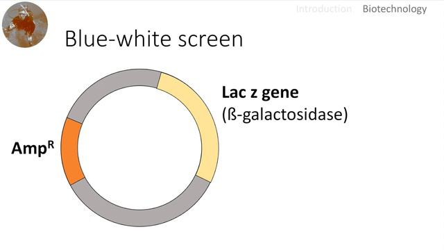 Blue-White Screen & Transformation