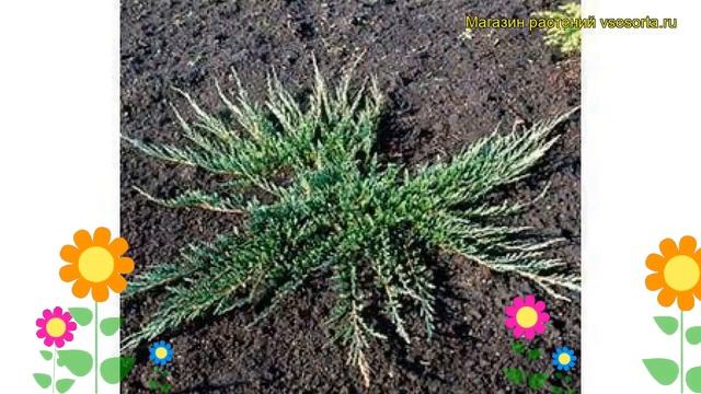 Можжевельник горизонтальный Эмеральд Спредер. Краткий обзор juniperus horizontalis Emerald Spreader смотреть онлайн