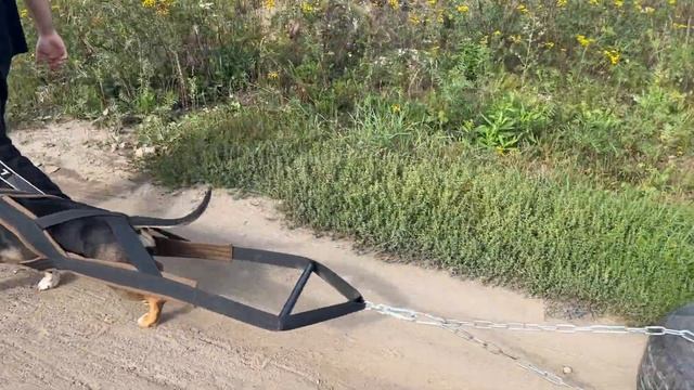 Для чего собакам толкать тяжести, заставляем собаку Тоскана кирпичи и покрышки. Шлейка на заказ… смотреть онлайн
