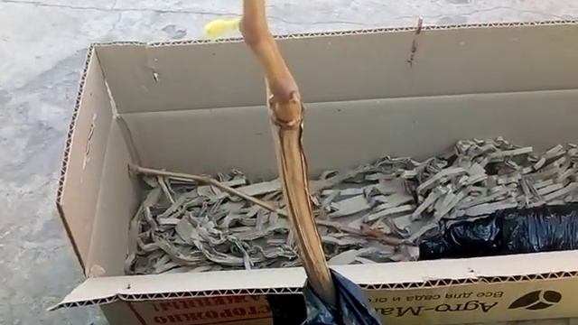 Виноград обзор посылки смотреть онлайн