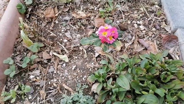 Kasımpatı İlkbahar Budaması смотреть онлайн