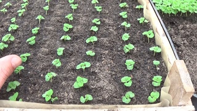 САЛЬВИЯ. СОРТ КАМПАЙ. КОГДА ЖЕ НУЖНО ПИКИРОВАТЬ САЛЬВИЮ.