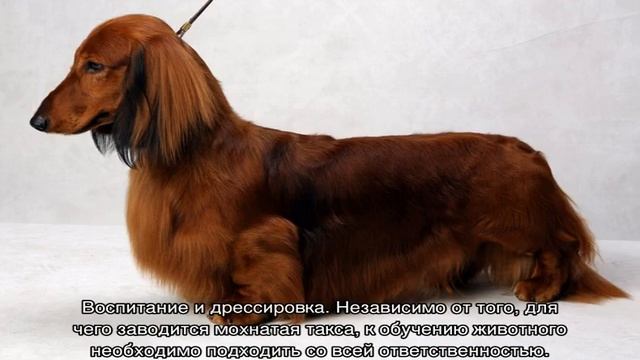 Длинношерстная такса мини и стандартная: описание породы смотреть онлайн