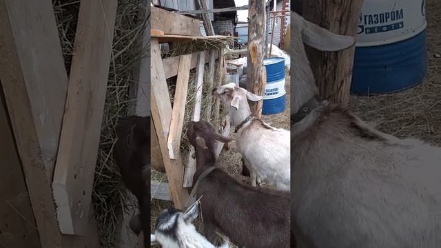 Самая удобная кормушка под сено для коз) Краткий обзор.#shorts смотреть онлайн