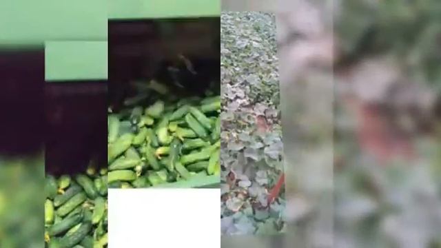 MÜTHİŞ BİR ÇEŞİT EXCEL F1 TURŞULUK KORNİŞON HIYAR HASEL TARIM смотреть онлайн