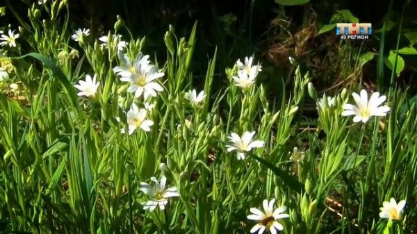 ProTestDrive Красивый 600 километровый тест-драйв Volkswagen Teramont Терамонт 2018