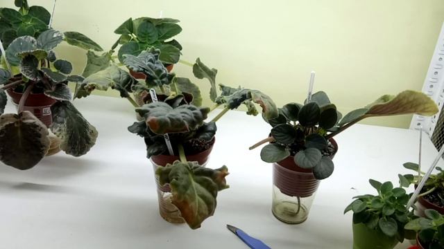 Укоренение пасынков фиалки на фитильном поливе! Пеньки с пасынками. смотреть онлайн