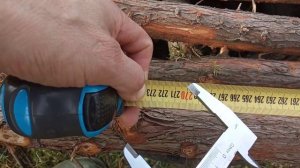 Можжевельник древесина, бревно можжевельника.