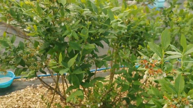 Аленка мохнатая. Как можно с ней бороться. смотреть онлайн