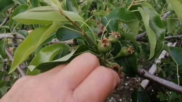 Нормируем грушу. смотреть онлайн