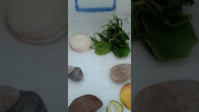 Уход за садовыми улитками. смотреть онлайн