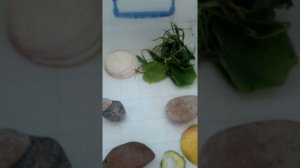 Уход за садовыми улитками.