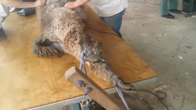 Alpacca shearing смотреть онлайн