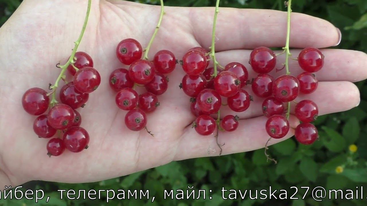 ВАЛЕНТИНОВКА сорт красной смородины с крупными сочными ягодами смотреть онлайн