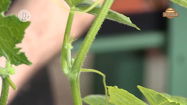 Анонс. Дачные сезоны с Виталием Декабревым смотреть онлайн