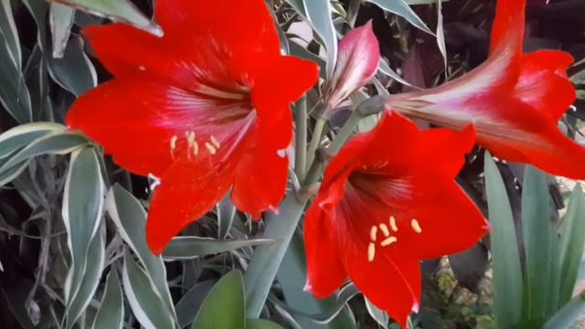 Amaryllis Bulb Flowers #HappyCoupleTube смотреть онлайн