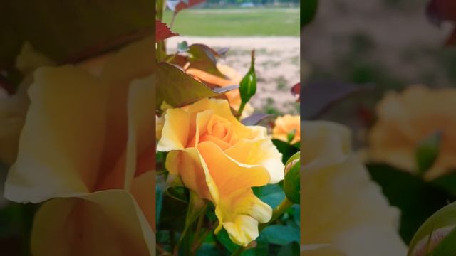 Bella'roma Hybrid Tea Rose | Hybrid tea roses, Tea roses, Lovely flowers смотреть онлайн