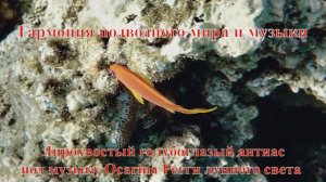 7 Лирохвостый голубоглазый антиас  под музыку Ocarina Регги лунного света