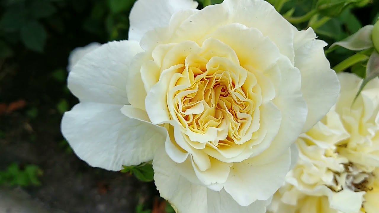 Розы. Цветение роз. Трипсы - временное перемирие. смотреть онлайн