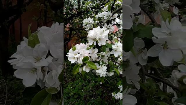 город пионерский. Мы потопали в магазин пряжи . смотреть онлайн