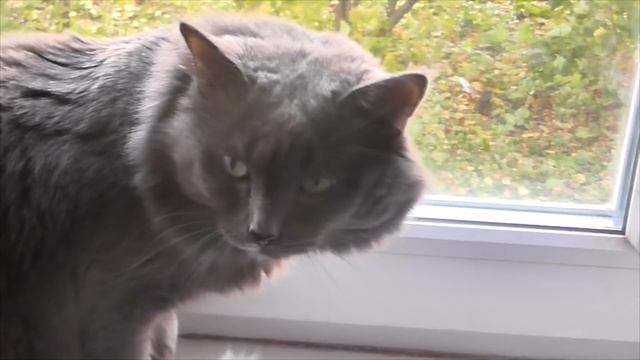 Кот Нибелунг поет! Смотреть до конца! смотреть онлайн