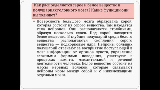Функции переднего мозга. Урок биологии. смотреть онлайн