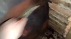 Печь теплодар Русь 18 после 1 года использования