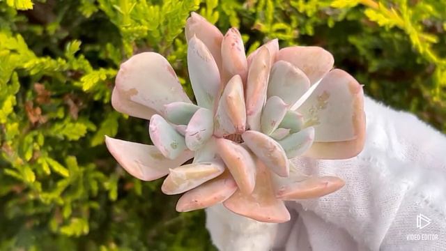 Echeveria Exotic смотреть онлайн
