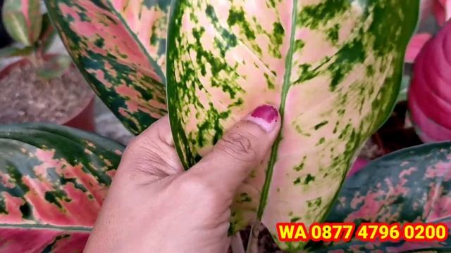 OBRAL PAKET AGLONEMA SUPER MURAH.... Cuma 50ribuan PER PAKET... GERCEEEEP..!!!