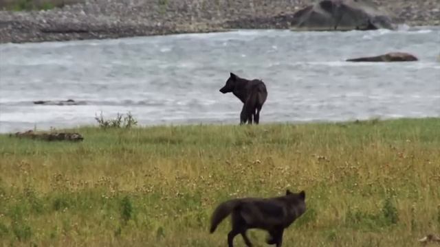Благородный Олень – Рогатый Гигант, который Может Постоять за себя! смотреть онлайн