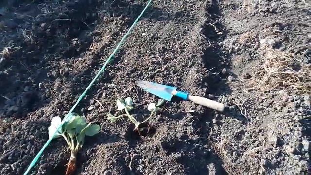 Осенняя посадка клубники в грунт смотреть онлайн