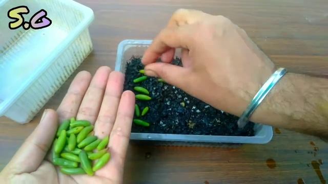 Sedum rubrotinctum jelly bean succulent plants leaf propagation смотреть онлайн
