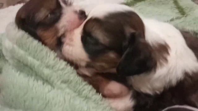 Самые Младшие Малыши Китайской Хохлатой Собаки смотреть онлайн