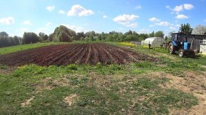 Нарезал Борозды трактором МТЗ, посадили картошку