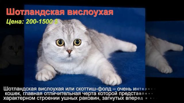 Самые дорогие и красивые кошки мира! смотреть онлайн