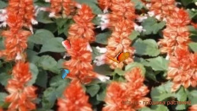 Сальвия обыкновенная Скарлет Биколор ? обзор: как сажать, семена сальвии Скарлет Биколор смотреть онлайн