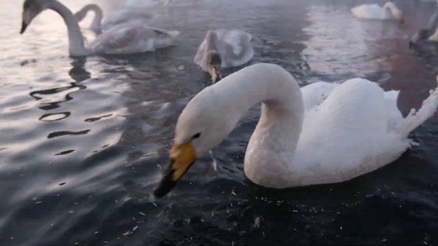 Лебедь клюнул в камеру. Лебединый заказник. Алтайский край. смотреть онлайн