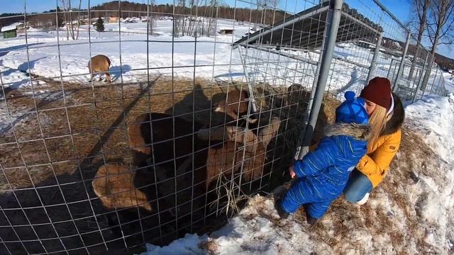 Карелия. День 1. Карельский зоопарк. смотреть онлайн