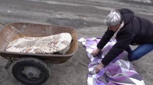 VLOG Шарика сбила машина