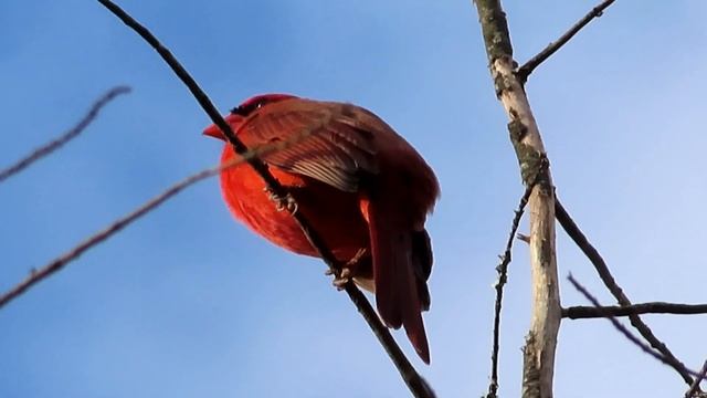 ショウジョウコウカンチョウ_Nothern Cardinal_4K смотреть онлайн