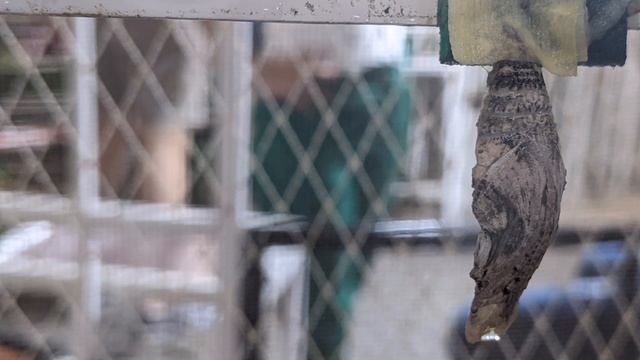 Превращение бабочки: яйцо, гусеница, куколка.Познавательное видео для малышей, как появилась бабочк смотреть онлайн