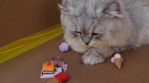 ТРЕЙДЫ КАНЦЕЛЯРИЕЙ ДЛЯ КОТОВ В КАРТОННЫХ ШКОЛАХ | КЕВА И БИЛ ИДУТ В ШКОЛУ