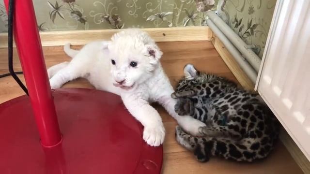 Белый львенок и ягуар! White lion cub and jaguar! смотреть онлайн