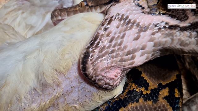Feeding Large Snake / Snake Eating /Closeup Animal Observation / Reticulated Python /Graphic Warnin смотреть онлайн