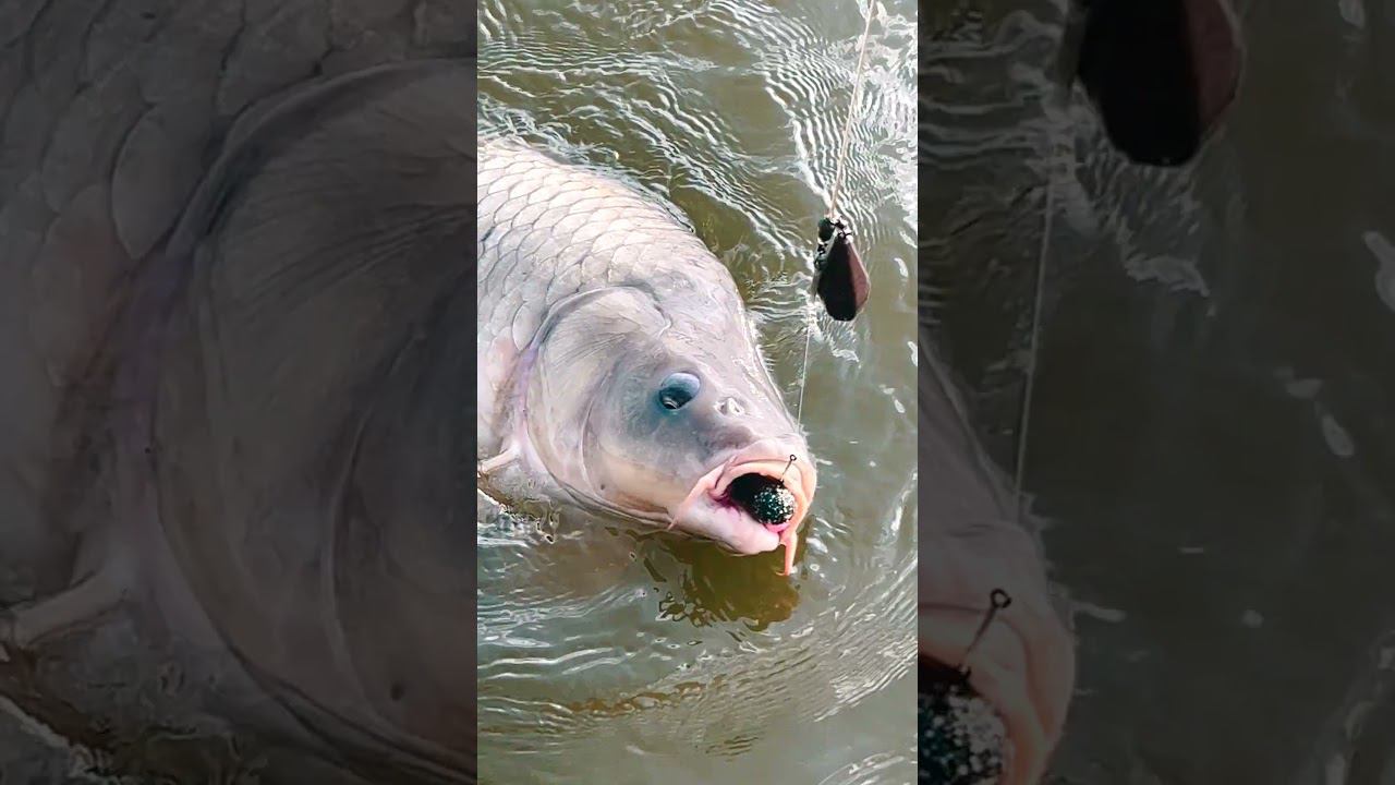 Засветили секретную насадку. Теперь все знают на что поймать огромного карпа. смотреть онлайн
