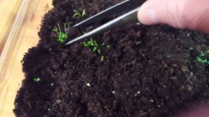 Первая пикировка петунии в почвобрикет  от фирмы "Биомастер"