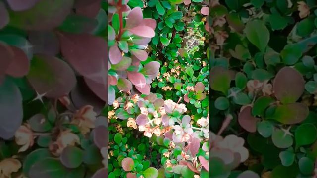 #цените тех...#душевныестихи #мудрыеслова #стихотворение смотреть онлайн